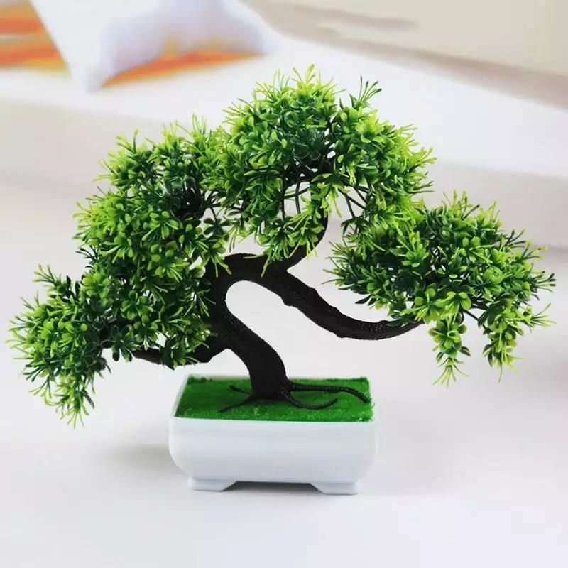 Chậu cây tùng bonsai thế phượng vũ độc đáo để bàn làm việc