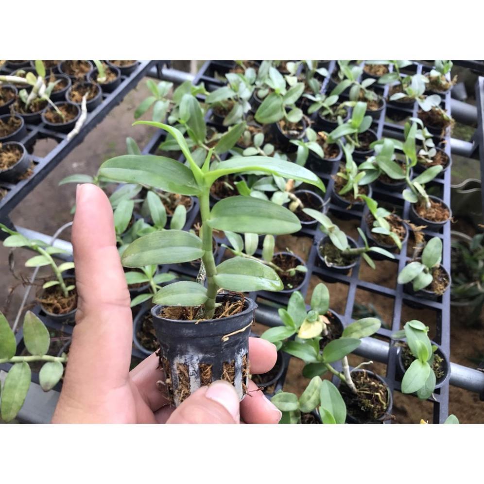 Sản Phẩm Hoa lan trầm thanh củi