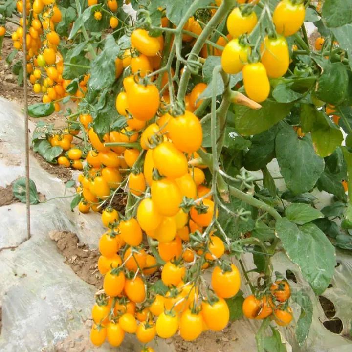 Hạt giống cà chua hoa quả Chery F1