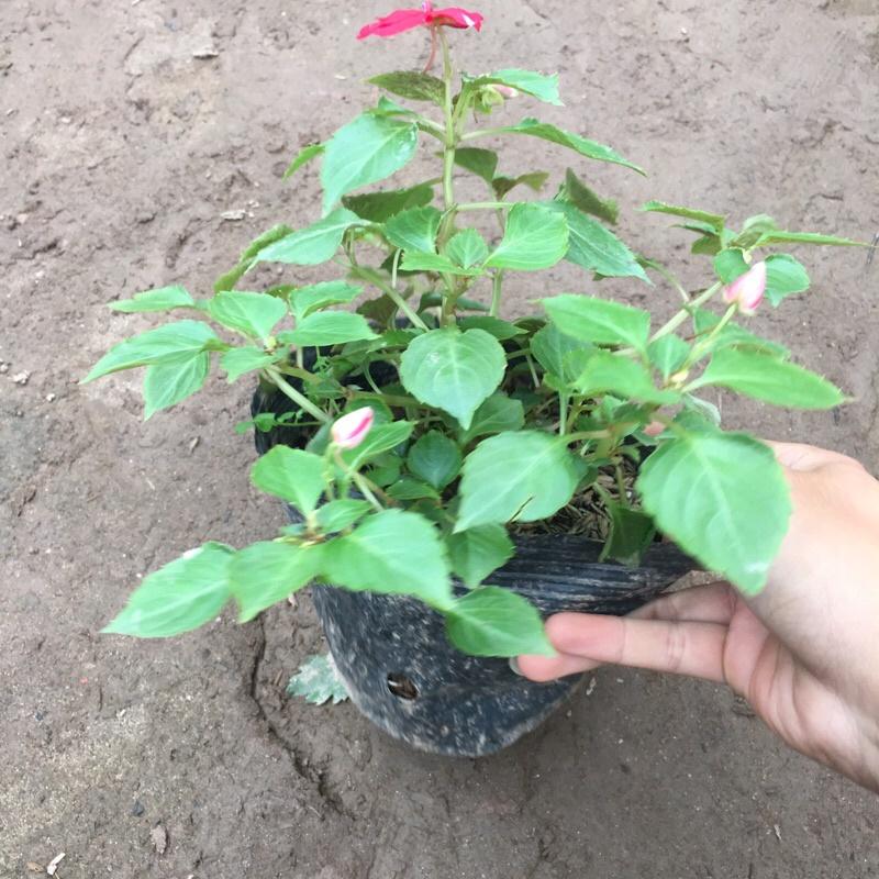 Cây ngọc thảo đơn trồng bịch đen cao 10-15cm đã có hoa và nụ như hình