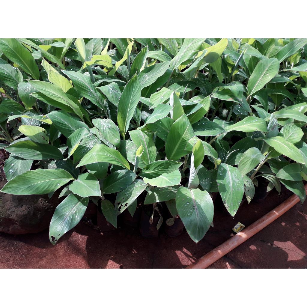 CÂY GIỐNG CHUỐI HỘT RỪNG CẤY MÔ .