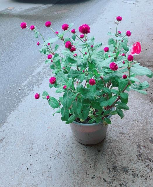 Hoa Cúc Bách Nhật