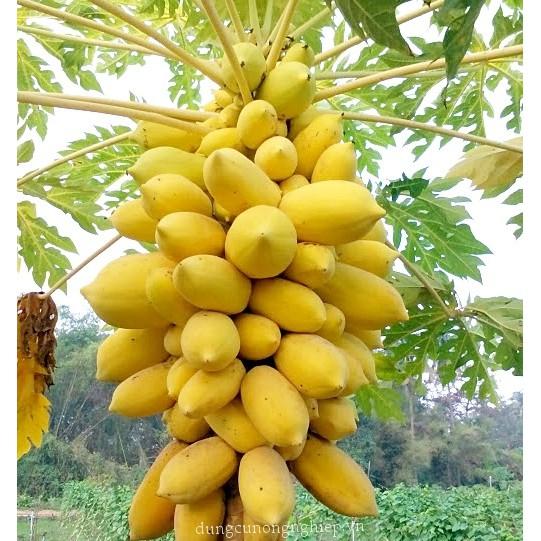 HẠT GIỐNG ĐU ĐỦ VÀNG