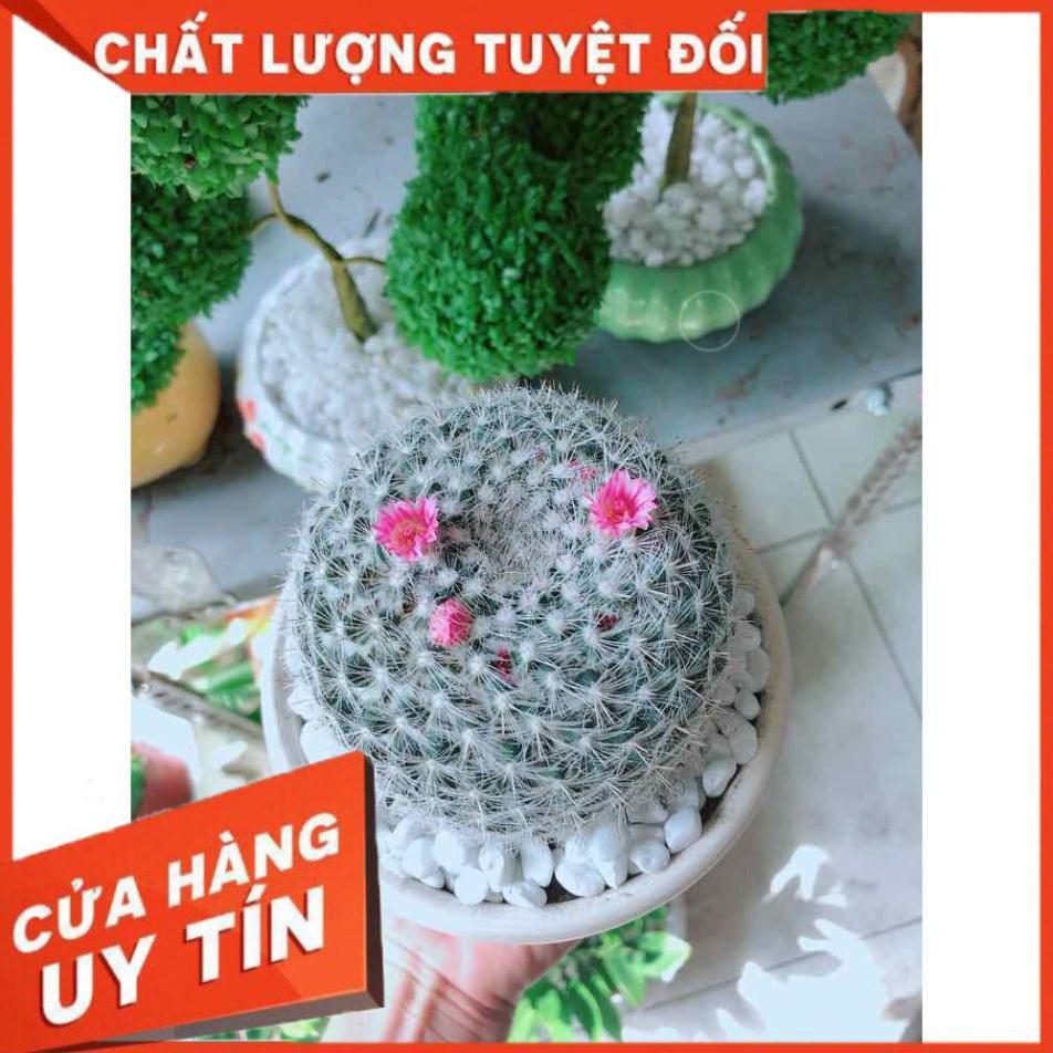 Chậu xương rồng nở hoa Nhiều Người Mua