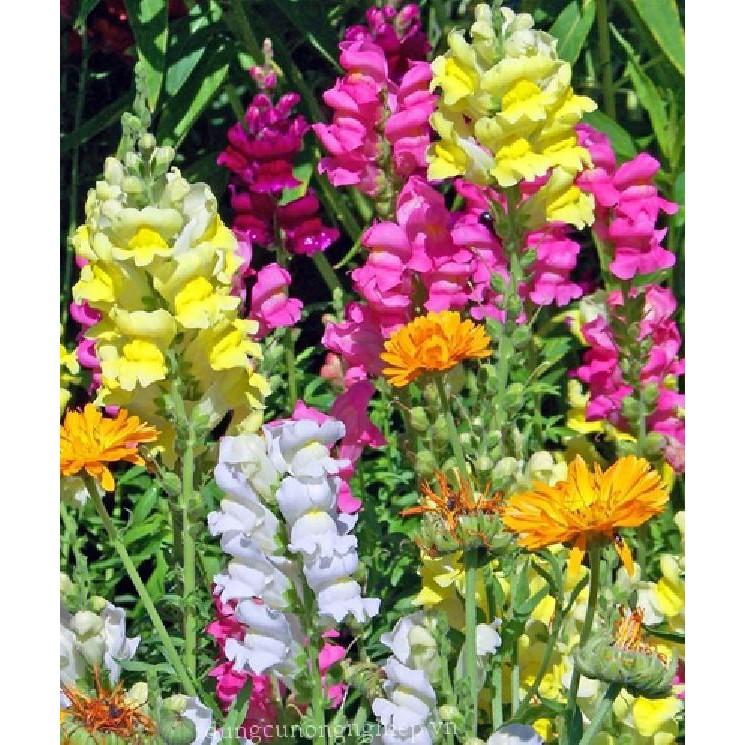 Hạt giống hoa mõm sói MIX Màu - 100hạt/gói