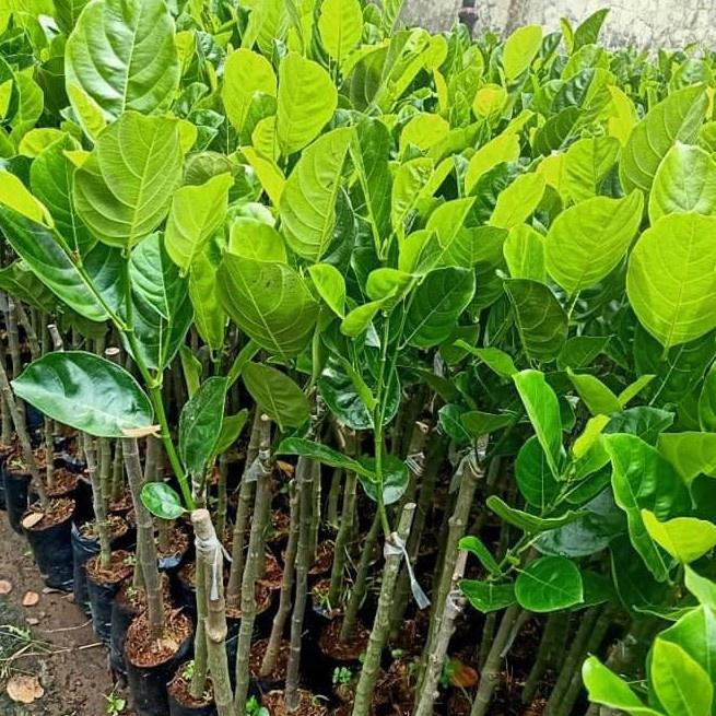 Cây giống mít mơ f1