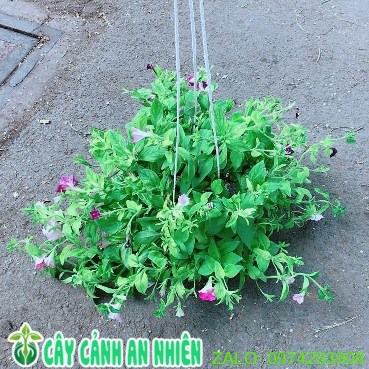 Chậu Hoa Dạ Yến Thảo