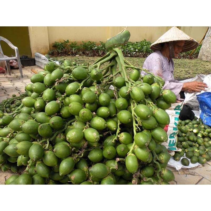 CÂY GIỐNG CAU ĂN TRẦU TỨ QUÝ bầu to CAO HƠN 1M RỒI