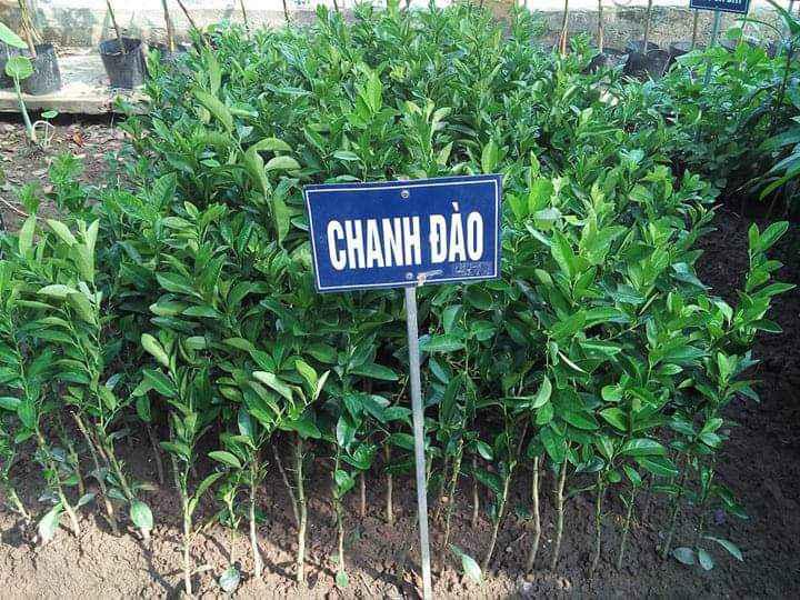 Cây Chanh Đào