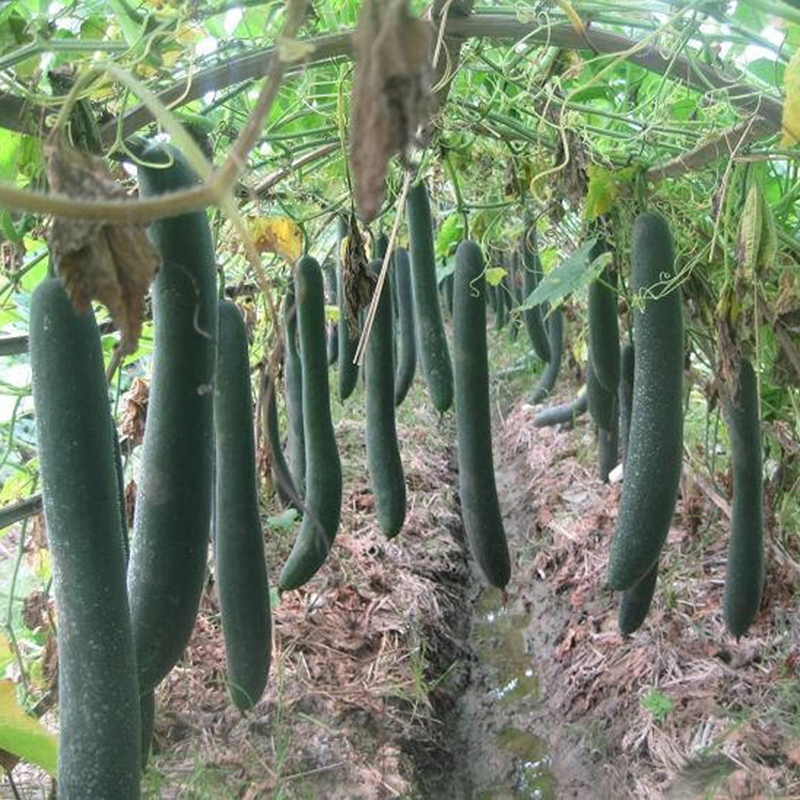 Hạt Giống Bí Đao Xanh Cao Sản Sen Vàng Gói 1gram