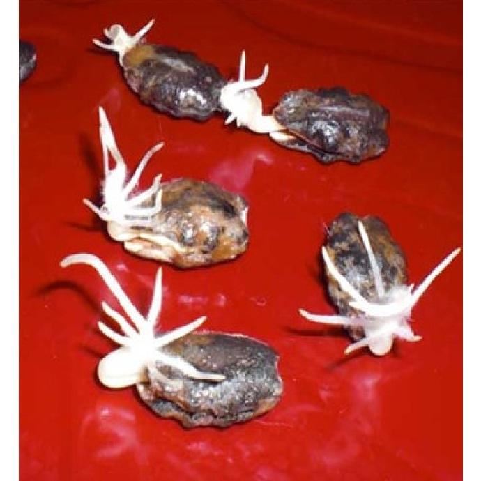 Hạt giống mướp rắn siêu dài -gói 5 hạt/tặng kèm gói phân bón lót