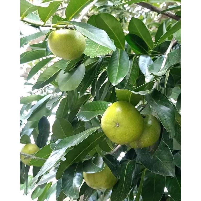 Cây Hồng Socola giống cây mới lạ mới du nhập vào Việt Nam siêu chất lượng, năng suất cao