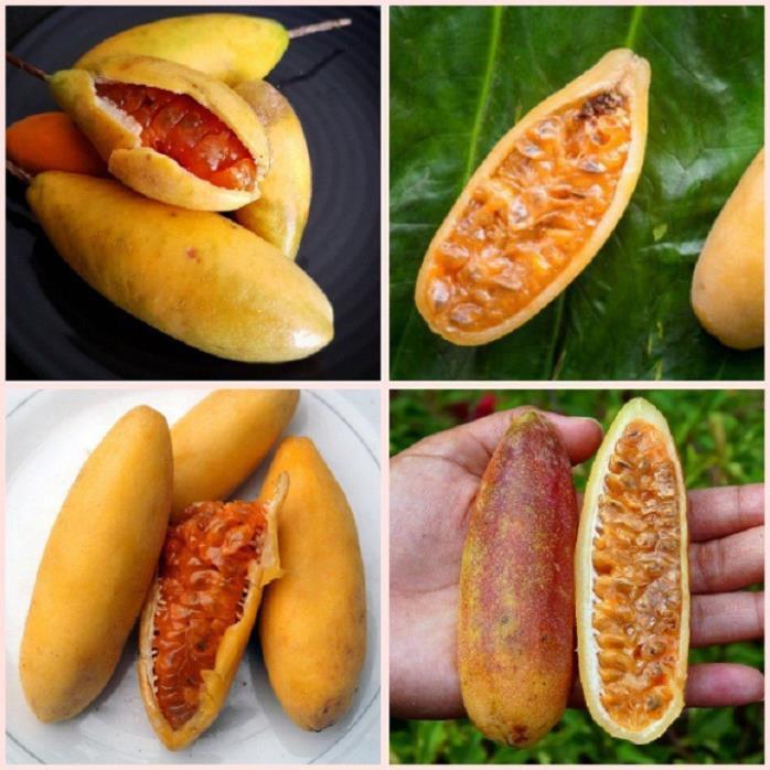 CÂY GIỐNG CÂY CHANH LEO CHUỐI NAM MỸ