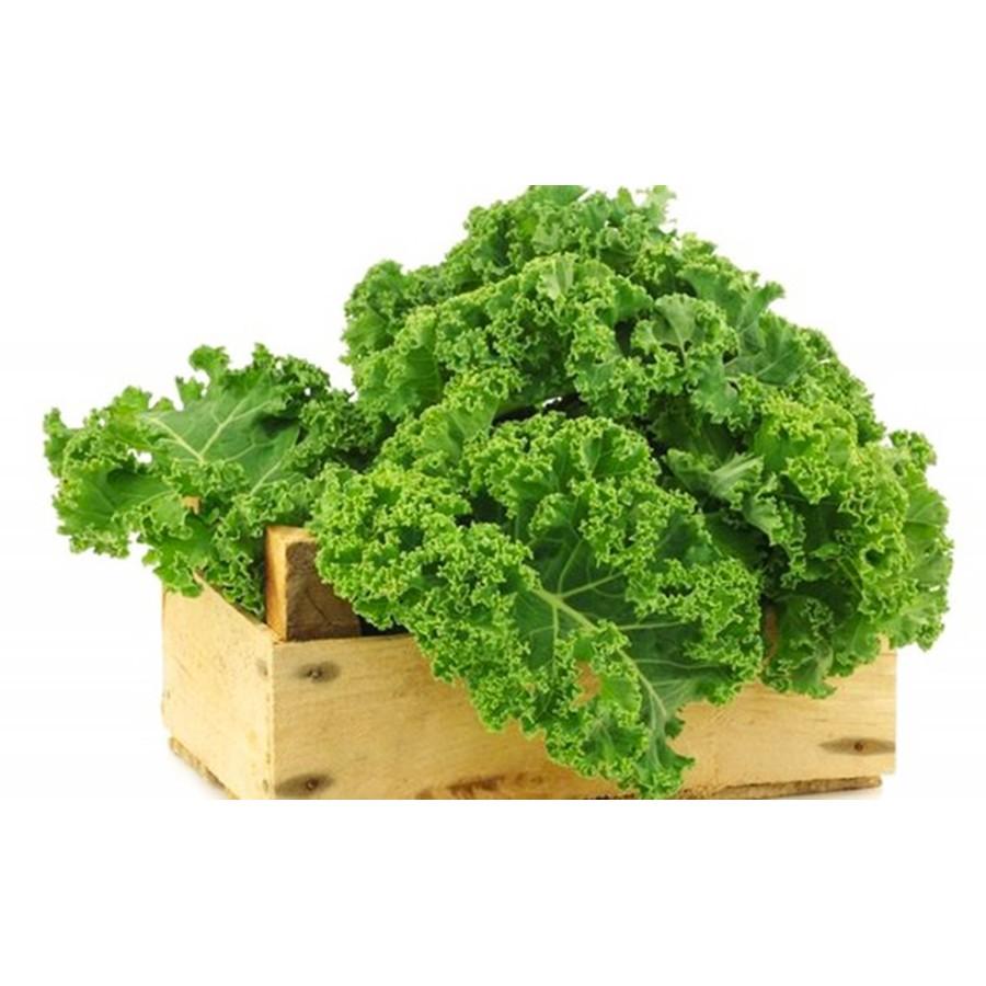 Hạt giống Cải Xoăn Kale, nhanh thu hoạch, dễ trồng, nảy mầm và năng suất cao