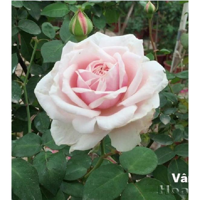 Hạt giống hoa hồng vân khôi dể trồng f1-1 gói 20 hạt-tặng kèm gói kích mầm