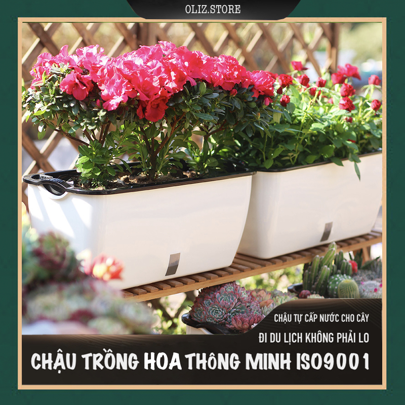 Chậu trồng rau SC0. Chậu trồng rau thông minh tự dưỡng, chậu nhựa trồng cây, chậu trồng hoa