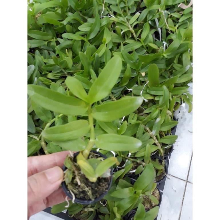 Hoa phong lan -5ct gái nhảy