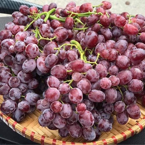 Cây nho giống các loại dễ trồng nhất tại khí hậu Việt Nam. Nho Xanh, Nho Đỏ, Nho Ngón Tay Đỏ, Nho Hạ Đen, Nho Mẫu Đơn