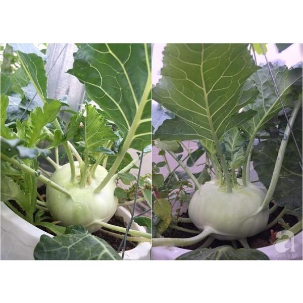 Hạt Giống Su Hào Xanh Chịu Nhiệt -