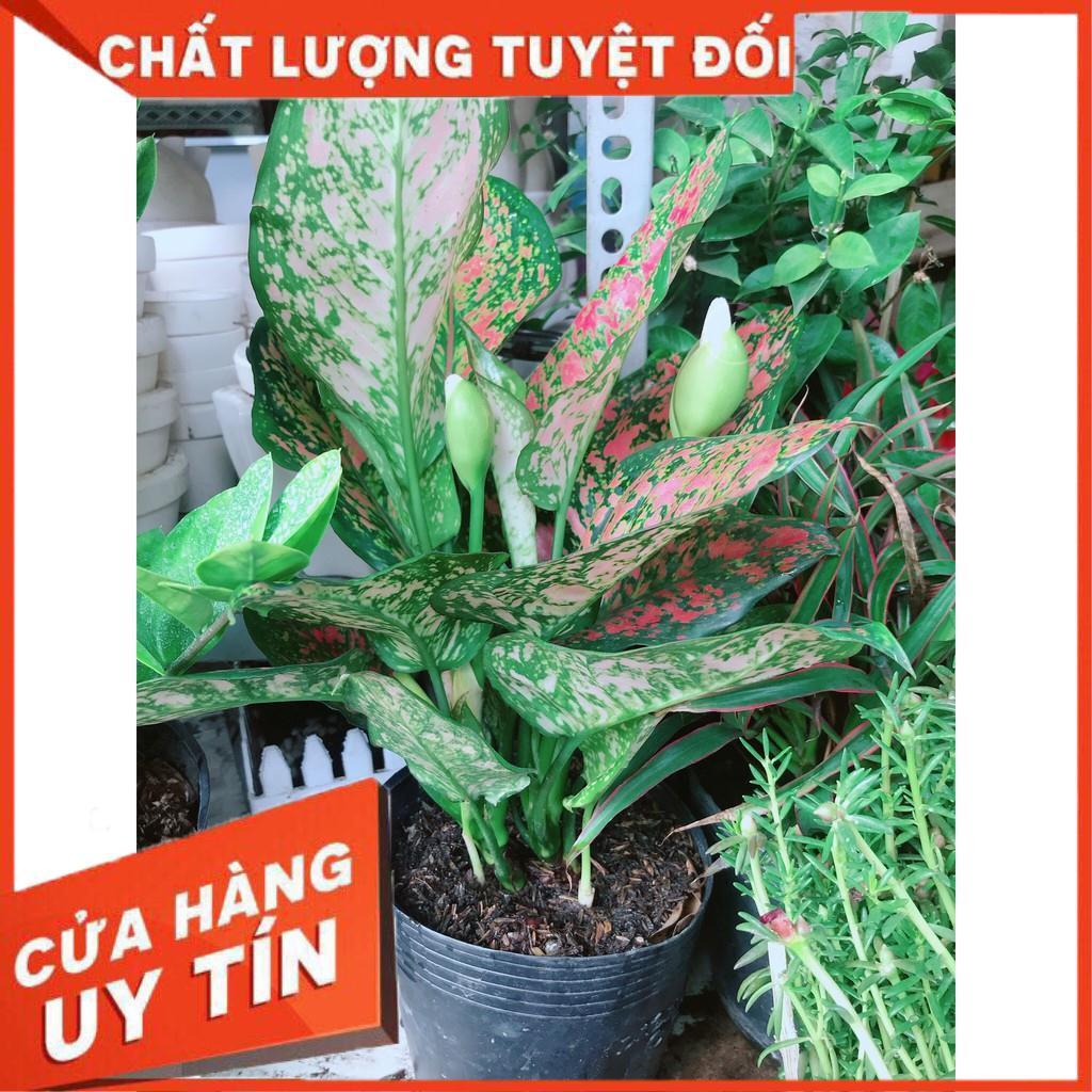Cây Vạn Lộc Size Lớn