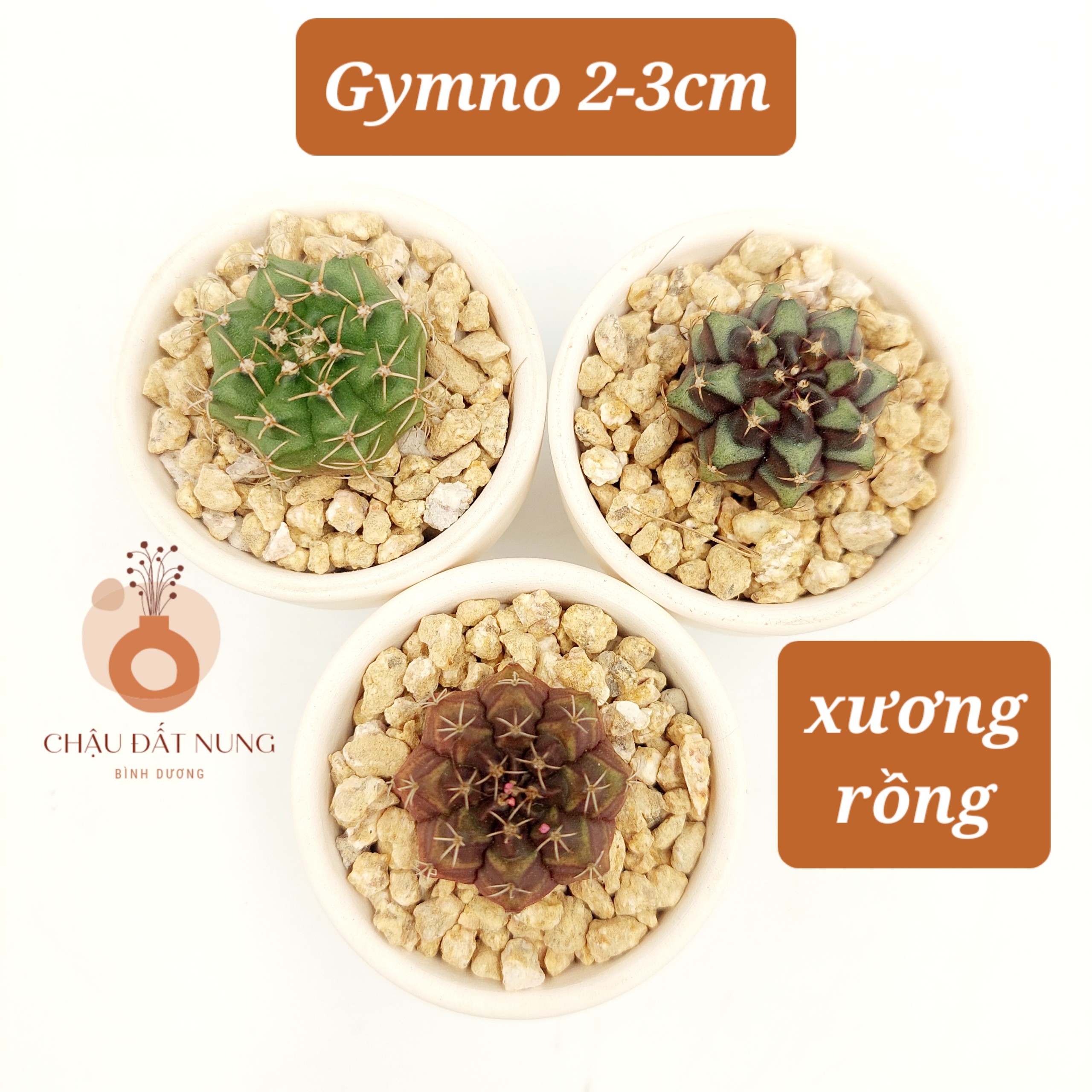 Xương rồng GYMNO size 2-3cm, vân xanh, vân tím - TERRACOTTA GARDEN, SUCCULENTS AND CACTUS GARDEN
