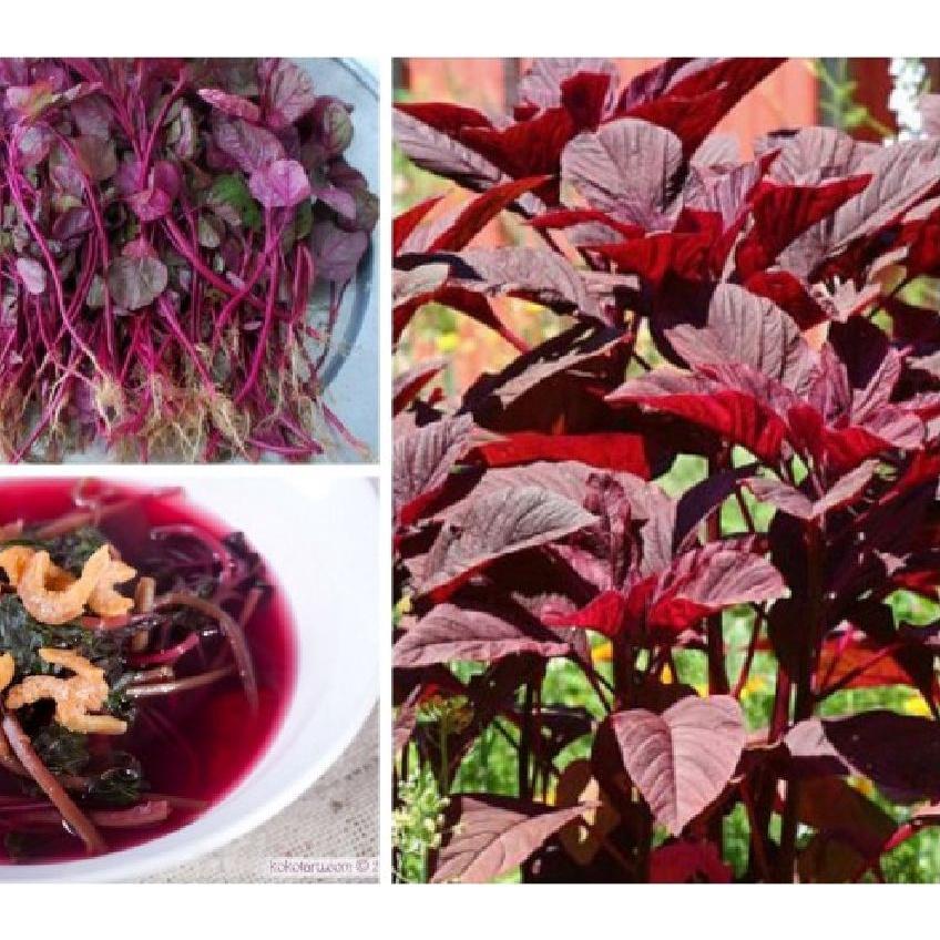 Hạt giống rau dền đỏ cao sản KNS3245 - Gói 20gram