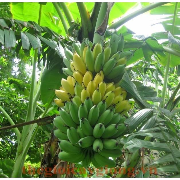 Cây giống CHUỐI TÂY THÁI ngọt thơm - hàng cây giống CHUẨN F1