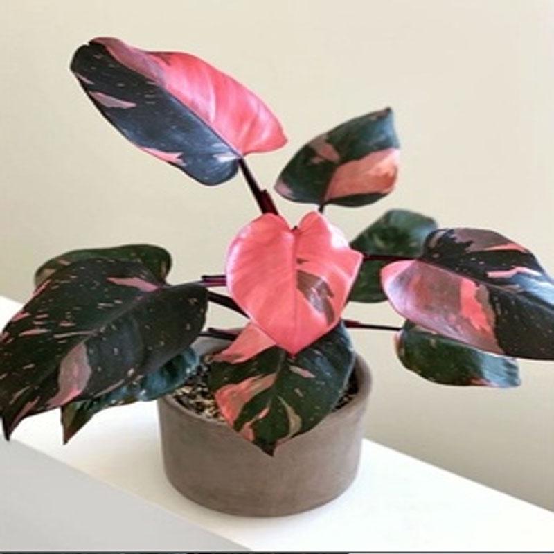 Cây Công Chúa Hồng - Philodendron pink princess - Cây nhỏ,thuần,khoẻ,var mạnh - cây cảnh để bàn + tặng phân bón cho cây