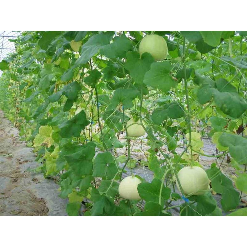 Hạt giống dưa lê siêu ngọt F1 cao sản - gói 1g - chống chịu tốt, dễ chăm sóc