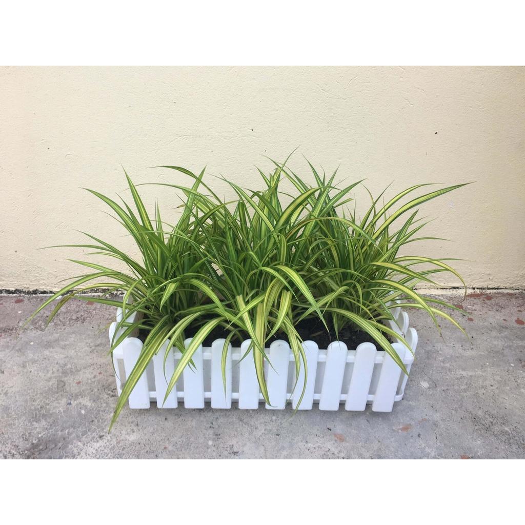 CÂY GIỒNG DỨA VẠN PHÁT - CÂY PHONG THỦY. *