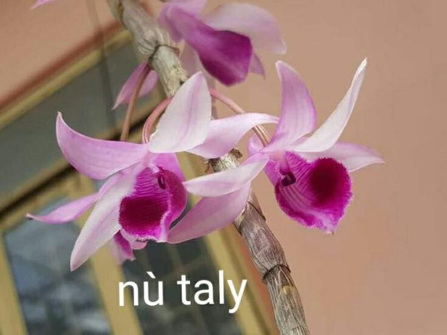 Combo 2 cây phong lan giả hạc nù taly