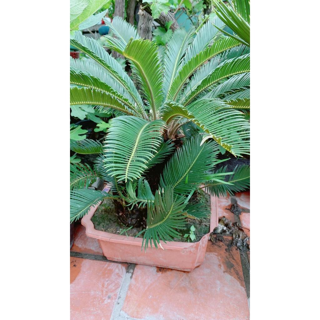 Chậu Cây Vạn Tuế