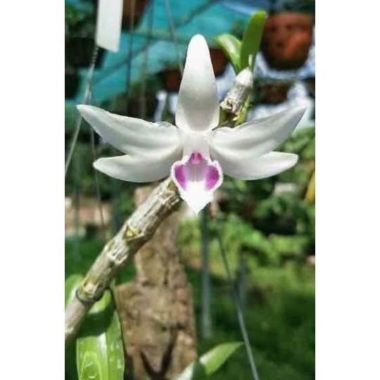 Phi điệp gái nhảy hàng giống