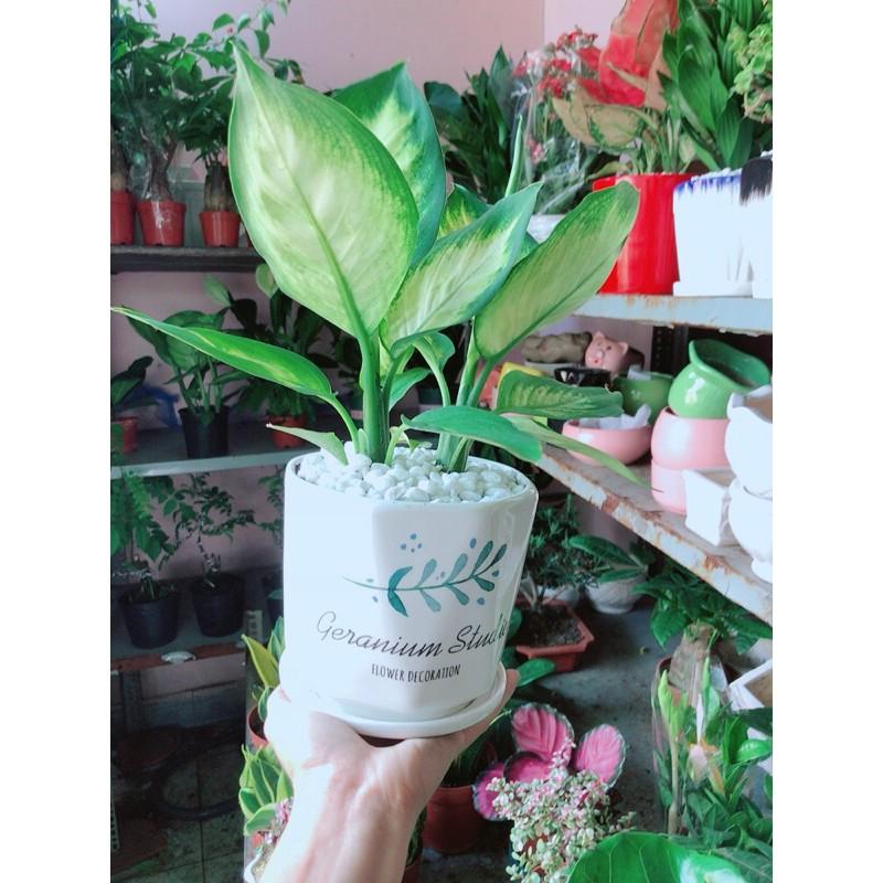 Chậu Cây Vạn Niên Thanh