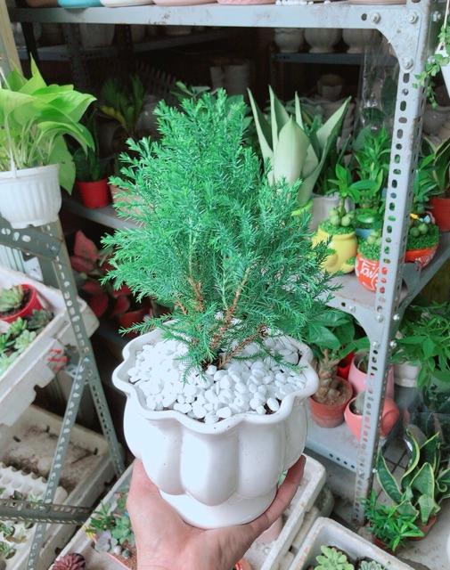 Chậu Tùng Bồng Lai