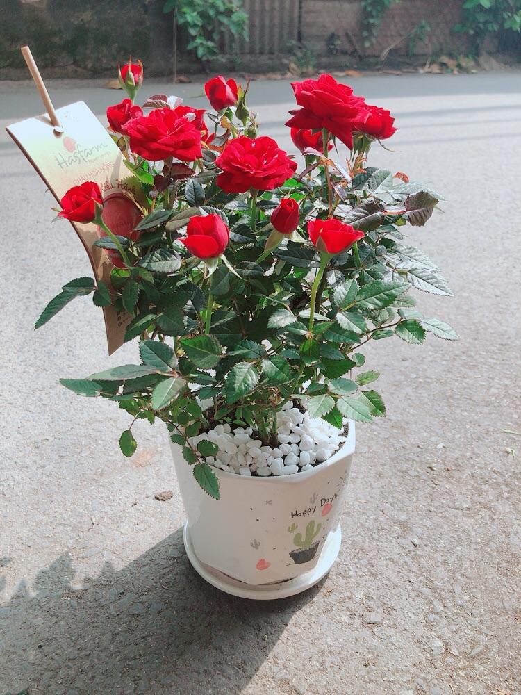 Chậu Cây Hoa Hồng Đỏ