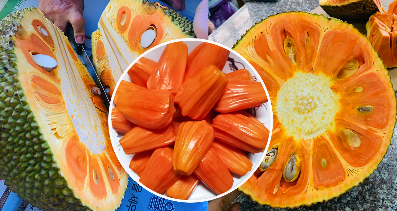 LACASOTO Tân Thành 18g chuyên dùng cho giai đoạn vô gạo cực nhanh