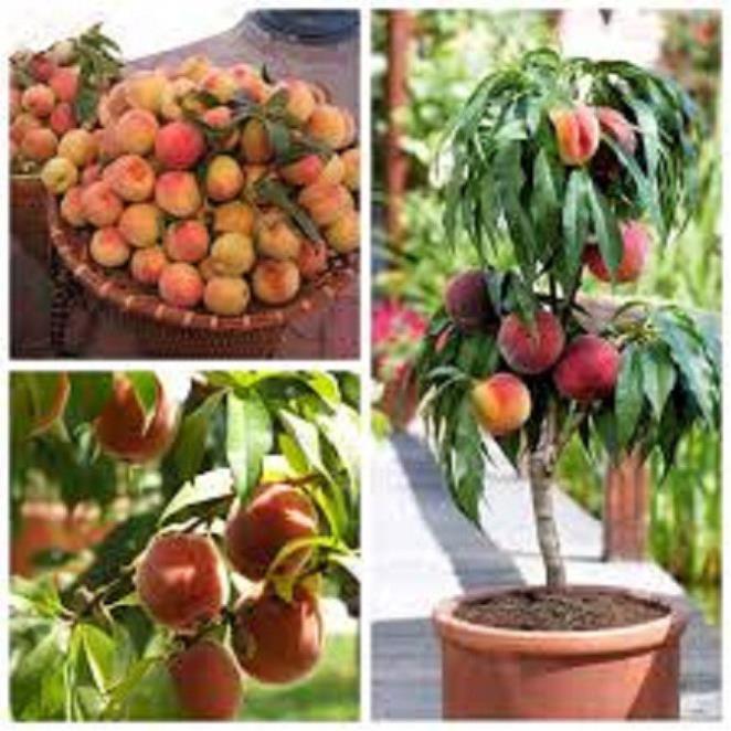 CÂY GIỐNG ĐÀO TIÊN NHIỆT ĐỚI NHẬT BẢN