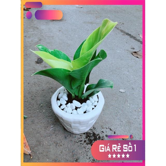 Chậu Cây Trầu Bà Đế Vương