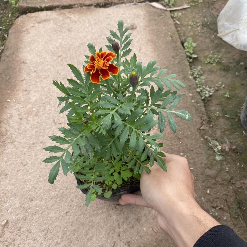 Cây hoa cúc pháp trồng trong bịch đen đã có nụ và đang ra hoa cao 15-20cm