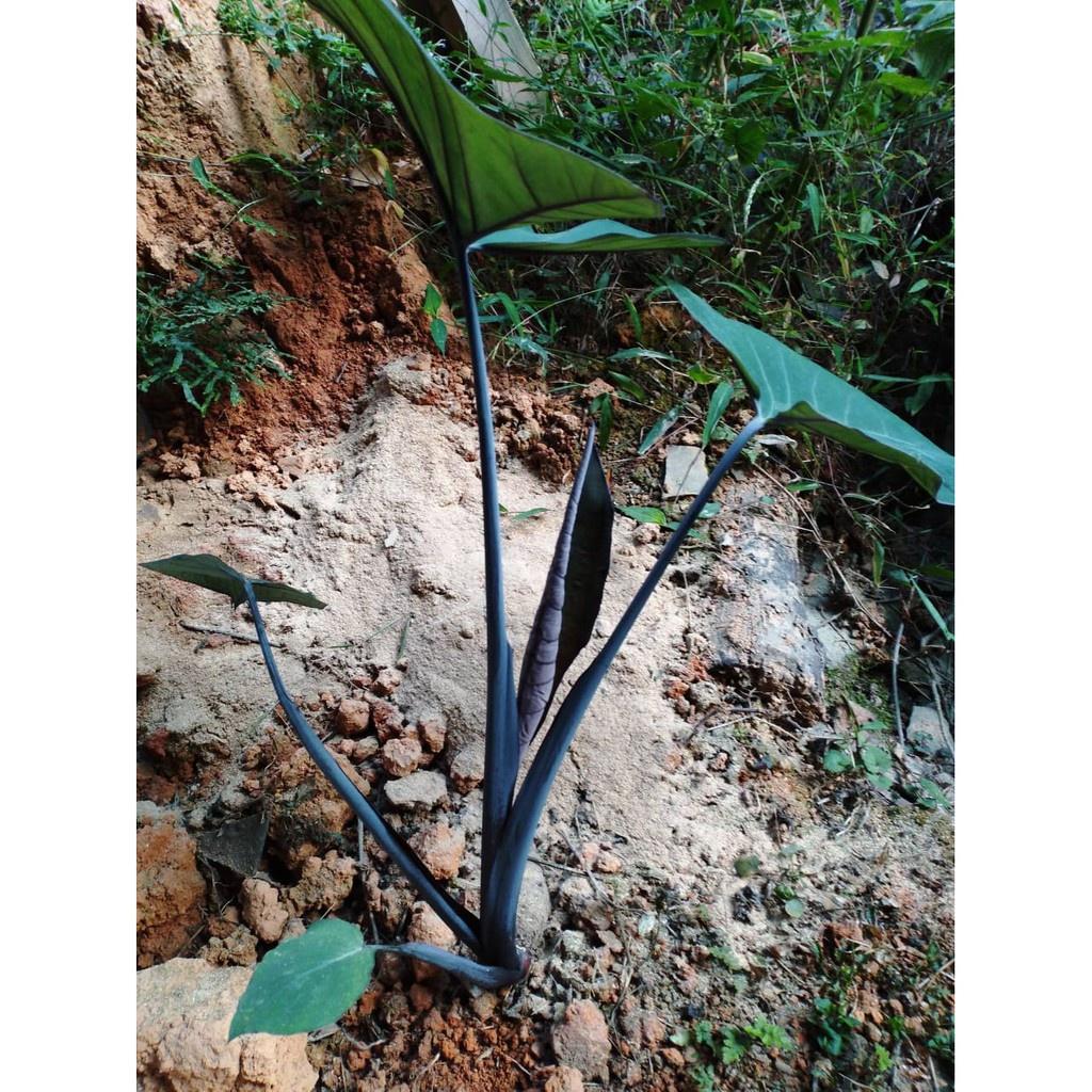 Cây giống khoai môn tím - cây giống size nhỏ
