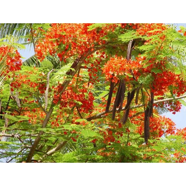 CÂY GIỐNG PHƯỢNG VĨ (Tên gọi khác: cây Phượng Đỏ, cây Xoan Tây, cây Điệp Tây - cây trồng cảnh  ]