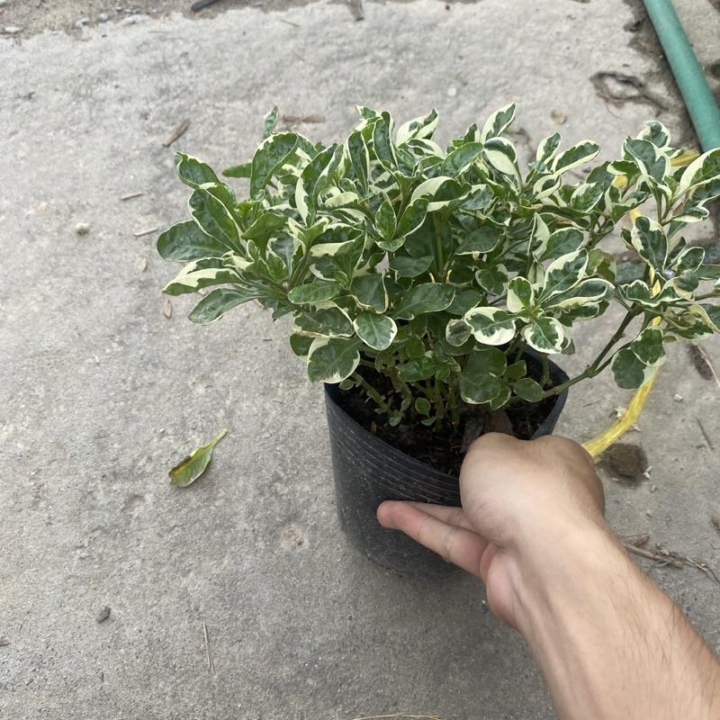 Cây cẩm thạch trồng bầu đen thích hợp trang trí decor sân vườn , tiểu cảnh