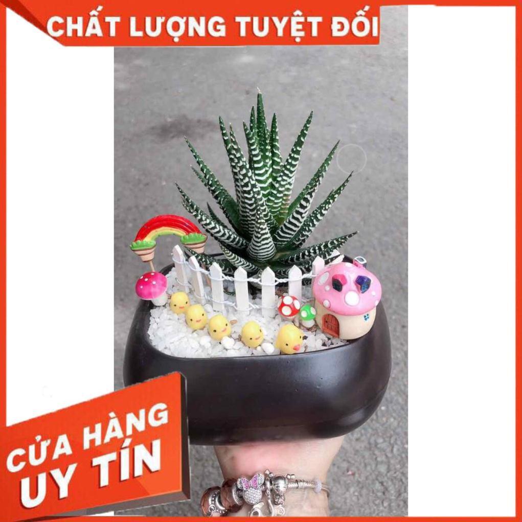 Chậu móng rồng tiểu cảnh Nhiều Người Mua