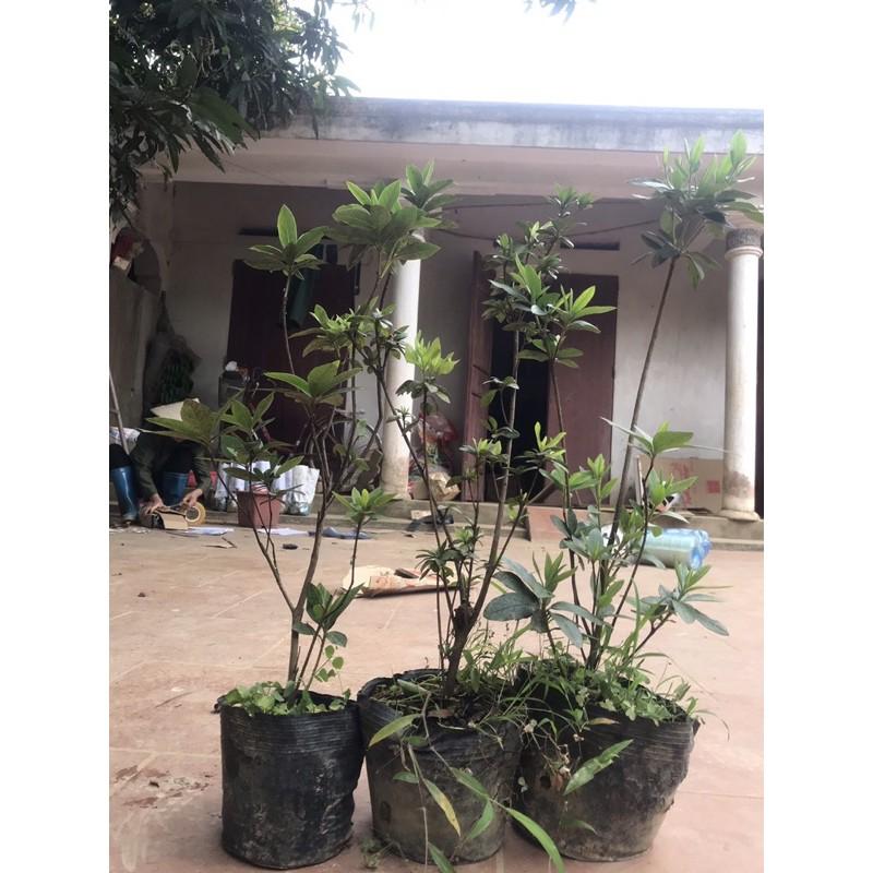 Cây đỗ quyên nhỡ 3 năm tuổi cao 70cm