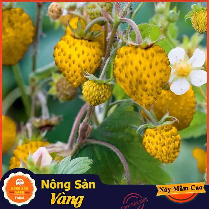 Hạt giống Dâu Tây Vàng