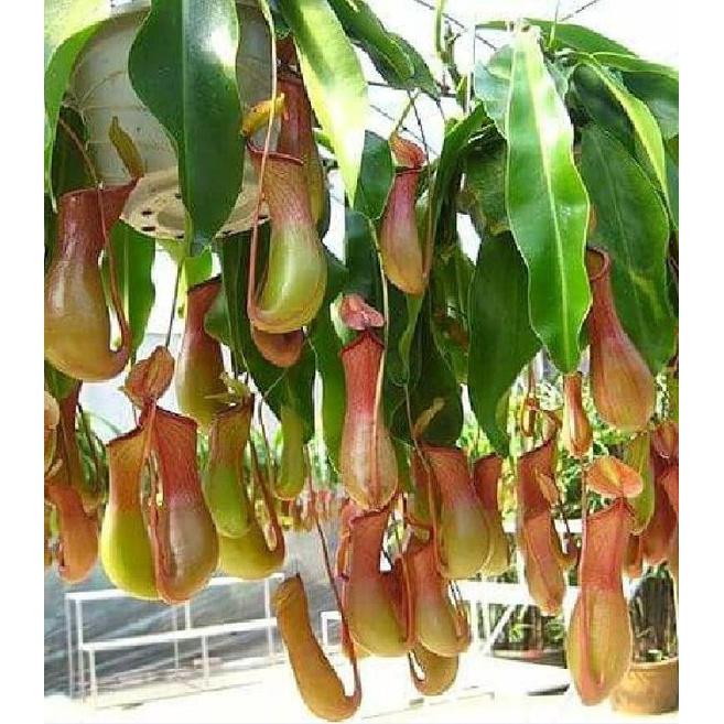 Hạt Giống Cây Bắt Mồi Nắp Ấm CT376 - Gói 10 hạt