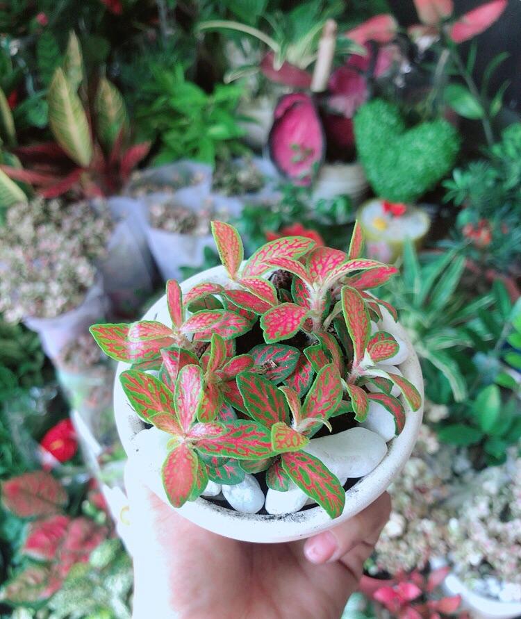 Chậu Cây Cẩm Nhung Cam