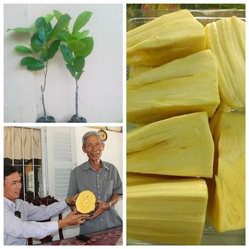 CÂY GIỐNG MÍT KHÔNG HẠT SIÊU NGỌT.CAM KẾT GIỐNG CHUẨN, BẢO HÀNH CHUẨN F1 - cgmkhcf1