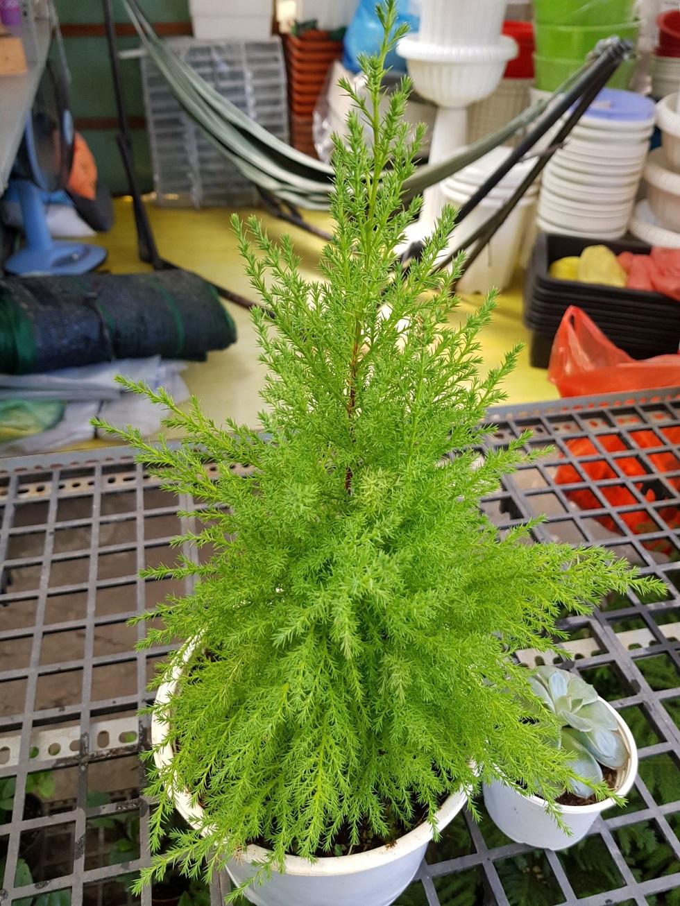 Cây Tùng Thơm, tùng thơm - Cây Thông Noel, Cây Trang Trí Giáng Sinh Cao 30- 40cm